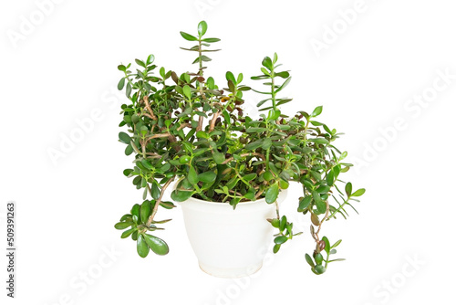 Indoor plant isolated on a white background
