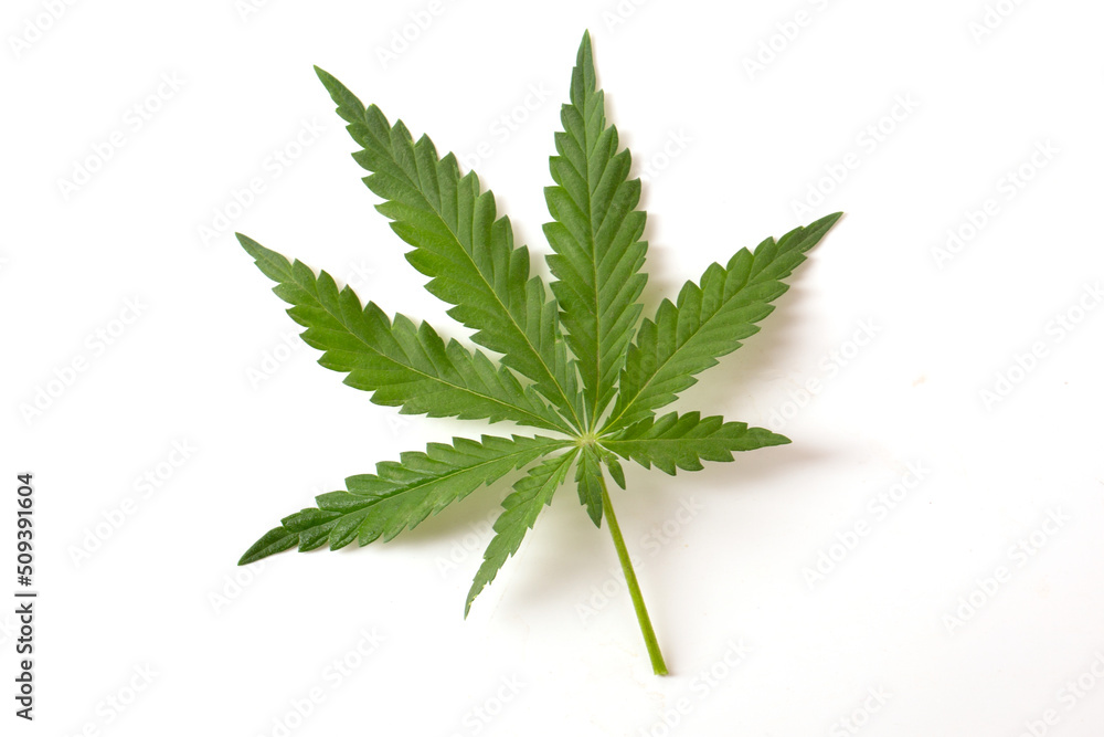 Green leaf of a cannabis plant on a white background. Green leaf of a cannabis plant on a white background.