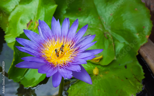 Lotus flower and insect in pond