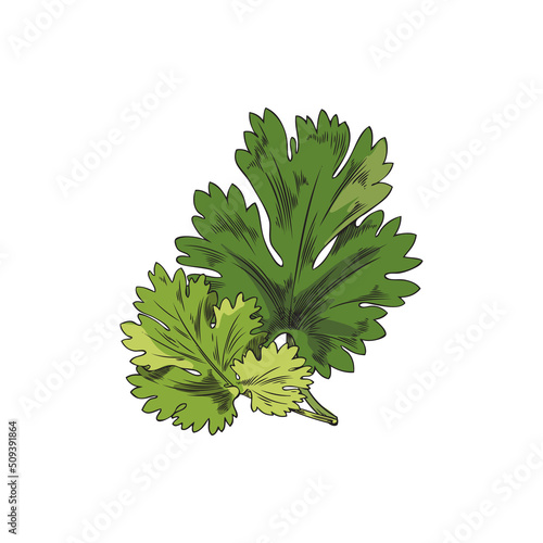 Green Coriander leaf, botanical vector illustration, hand-drawn, on a white background.