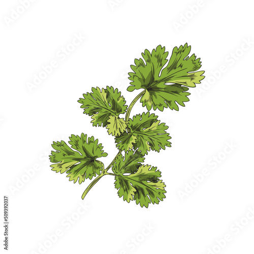 Coriander aromatic herb twig with leaves, sketch vector illustration isolated.