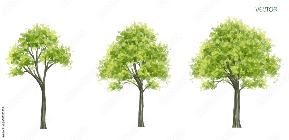 Vector watercolor of tree side view isolated on white background for landscape  and architecture drawing, elements for environment and garden,botanical elements  - obrazy, fototapety, plakaty 
