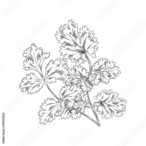Wallpaper Mural Branch, coriander bush, botanical vector illustration, hand-drawn, on white background. Torontodigital.ca