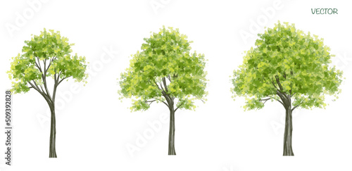 Vector watercolor of tree side view isolated on white background for landscape and architecture drawing, elements for environment and garden,botanical elements 