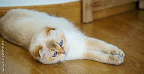 Cute scottish fold kitten © mehdi33300