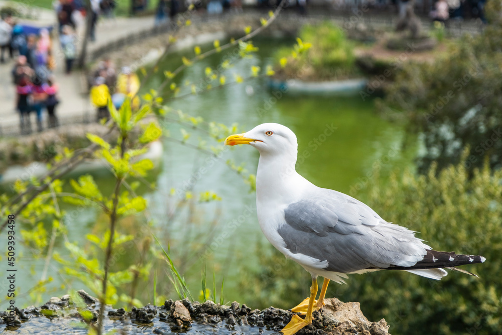 Great white seagull that lives around the pond in Istanbul Emirgan Park and is fed by people. Selective Focus Bird. Great white seagull that lives around the pond in Istanbul Emirgan Park and is fed by people. Selective Focus Bird.