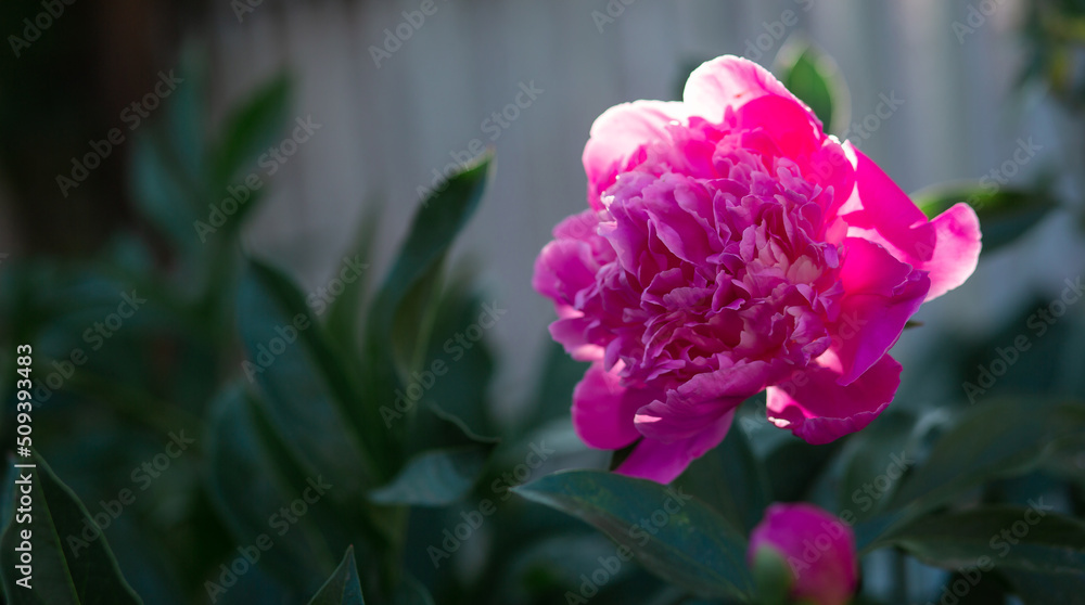 Pink peony flower. Blurred background. Macro. Garden, garden floriculture Pink peony flower. Blurred background. Macro. Garden, garden floriculture