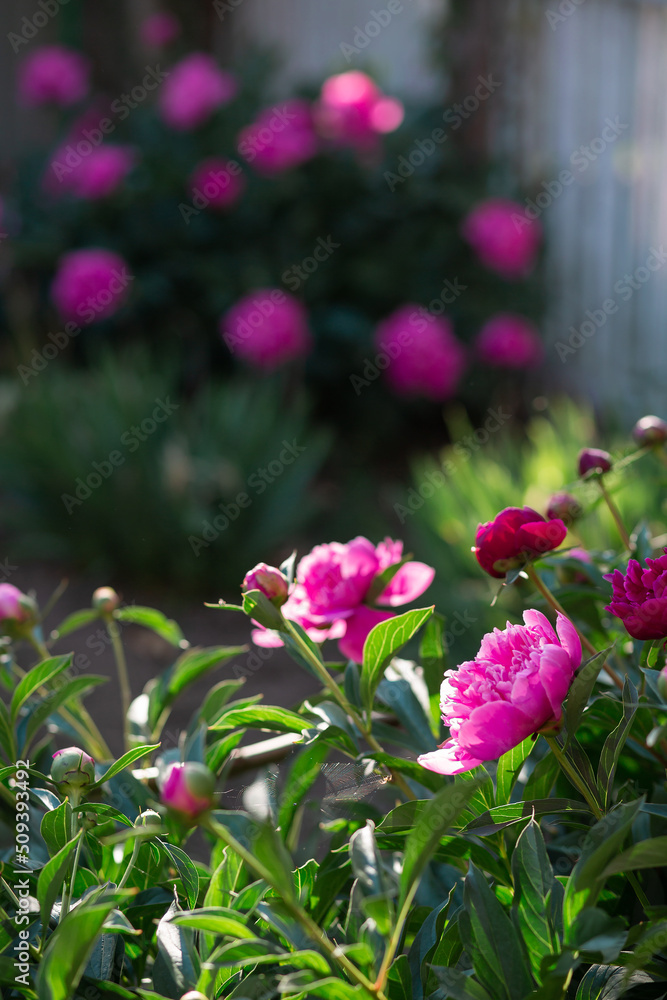 Pink peony flower. Blurred background. Macro. Garden, garden floriculture Pink peony flower. Blurred background. Macro. Garden, garden floriculture