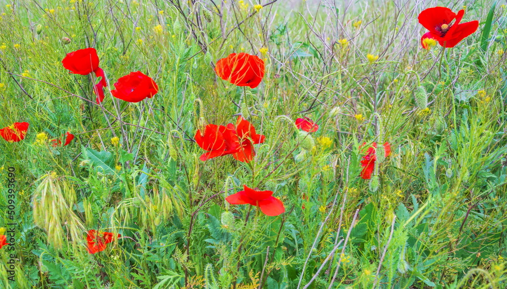 Fototapeta premium Scarlet poppies blooming in the steppe