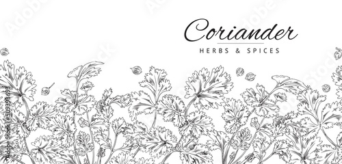 Background with coriander and cilantro leaves vector illustration isolated.