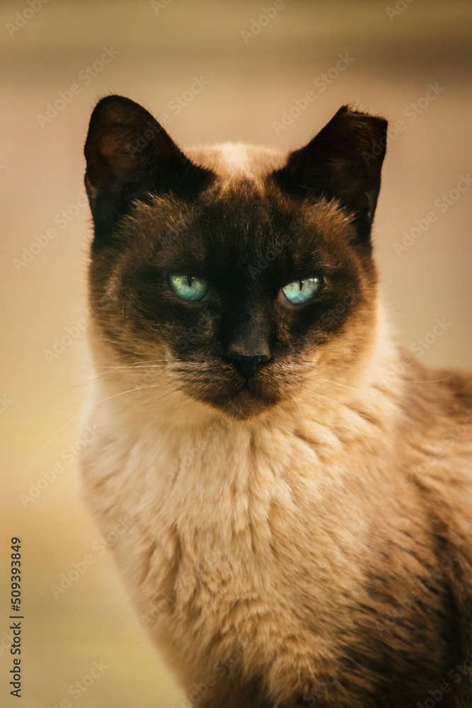 portrait of a blue eyes cat