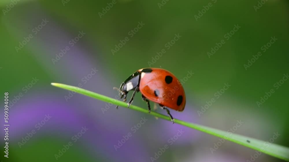 Nice close up shot of ladybug sitting on green grass with bokeh, macro collection, summer time insects and nature Nice close up shot of ladybug sitting on green grass with bokeh, macro collection, summer time insects and nature