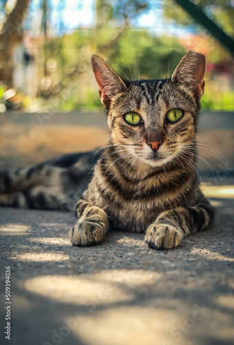 portrait of a cat