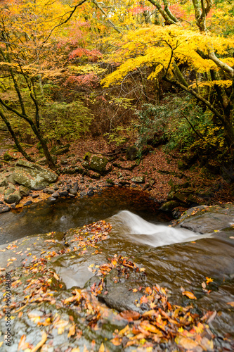 マゼノ渓谷・紅葉風景(観光スポット)
Mazeno Gorge / Autumn leaves scenery (sightseeing spot)
日本(秋)2021年撮影
Taken in 2021 in Japan (Autumn)
九州・熊本県小国町
Oguni Town, Kumamoto Prefecture, Kyushu photo