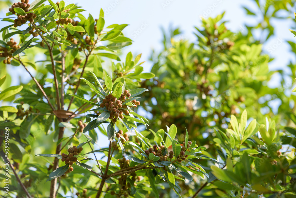 Young fruit of Japanese bayberry, on the tree Young fruit of Japanese bayberry, on the tree
