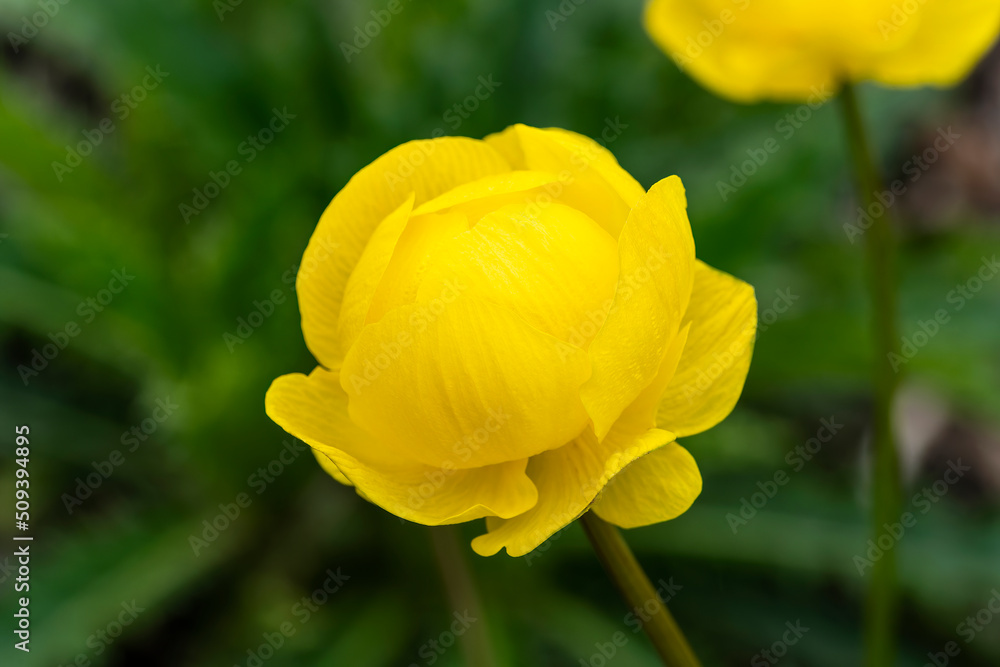 Trollius x cultorum 'T. Smith' a spring summer flowering plant with a yellow summertime flower commonly known as Globeflower, stock photo image Trollius x cultorum 'T. Smith' a spring summer flowering plant with a yellow summertime flower commonly known as Globeflower, stock photo image