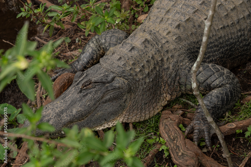 Obraz premium American Alligator sleeping under trees