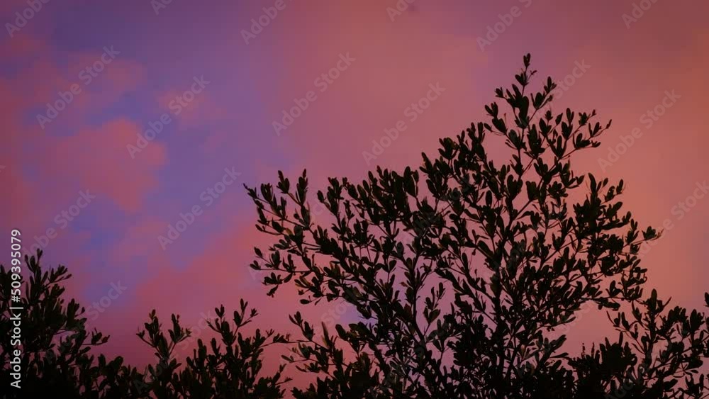 sunset or sunrise landscape Amazing light of nature on the tree sunset or sunrise landscape Amazing light of nature on the tree