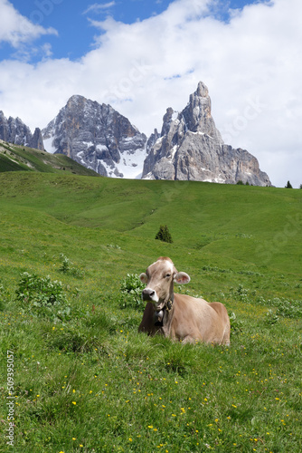 Cow in a meadow of Alps Italy