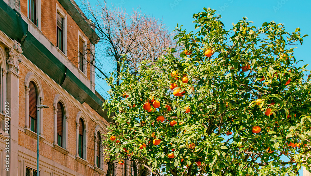 Italy, Sicily, Orange trees on the streets of Messina

