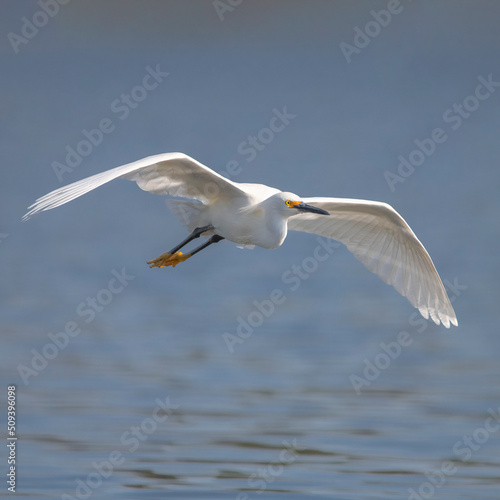 Fototapeta Naklejka Na Ścianę i Meble -  snowy egret in flight
