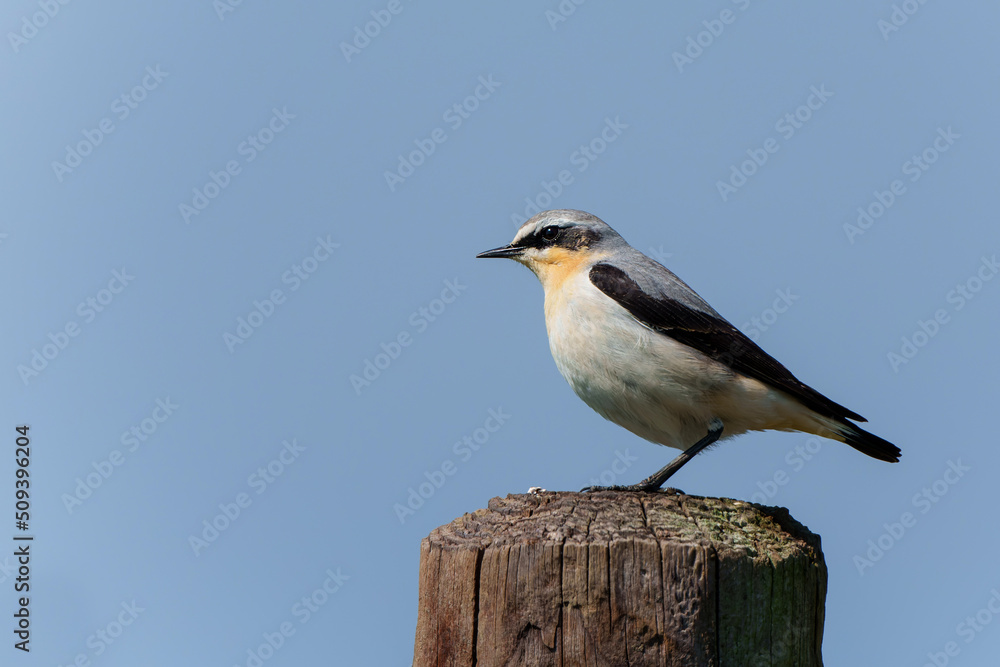 The northern wheatear or wheatear (Oenanthe oenanthe) sitting on a pole in the meadow in the Netherlands The northern wheatear or wheatear (Oenanthe oenanthe) sitting on a pole in the meadow in the Netherlands