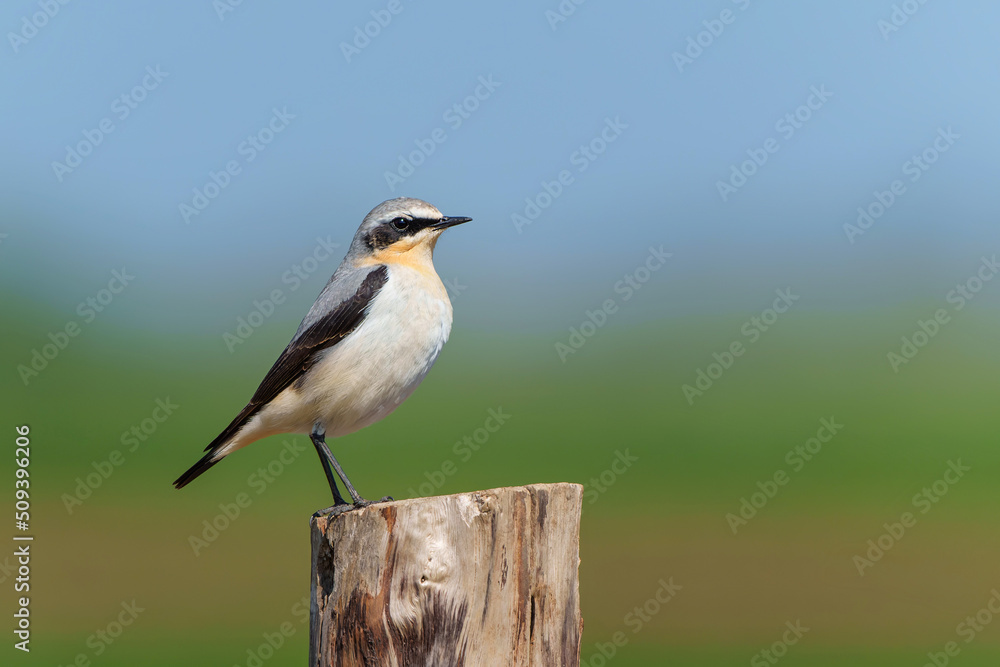The northern wheatear or wheatear (Oenanthe oenanthe) sitting on a pole in the meadow in the Netherlands The northern wheatear or wheatear (Oenanthe oenanthe) sitting on a pole in the meadow in the Netherlands