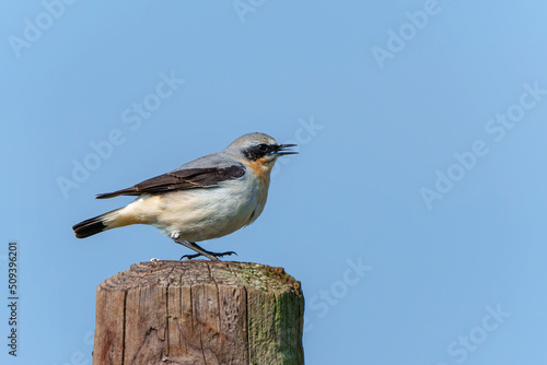 The northern wheatear or wheatear (Oenanthe oenanthe) sitting on a pole in the meadow in the Netherlands 