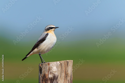 The northern wheatear or wheatear (Oenanthe oenanthe) sitting on a pole in the meadow in the Netherlands 