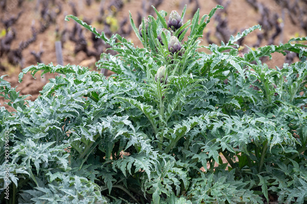 Artichoke plant growing in garden with flower heads ready for harvest Artichoke plant growing in garden with flower heads ready for harvest