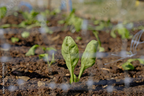 Baby spinache in vegetable garden. green plant