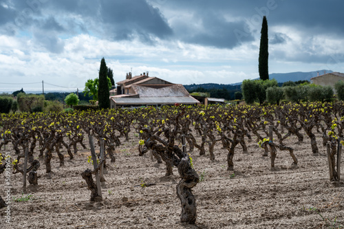 Old vineyards of Cotes de Provence in spring, Bandol wine region, wine making in South of France photo