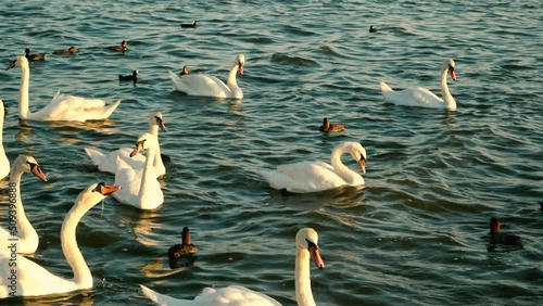 Swans and ducks are kept on the water