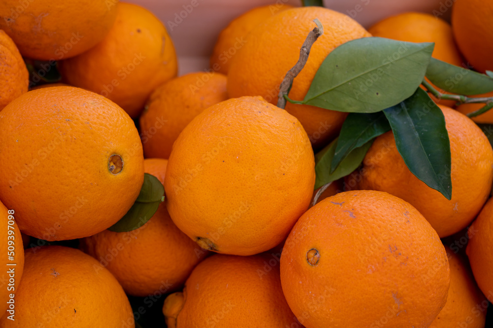 Fresh ripe sicilian oranges citrus fruits on market Fresh ripe sicilian oranges citrus fruits on market