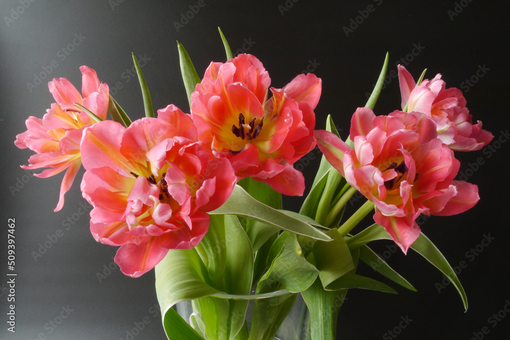 A bunch of red tulips in a vase