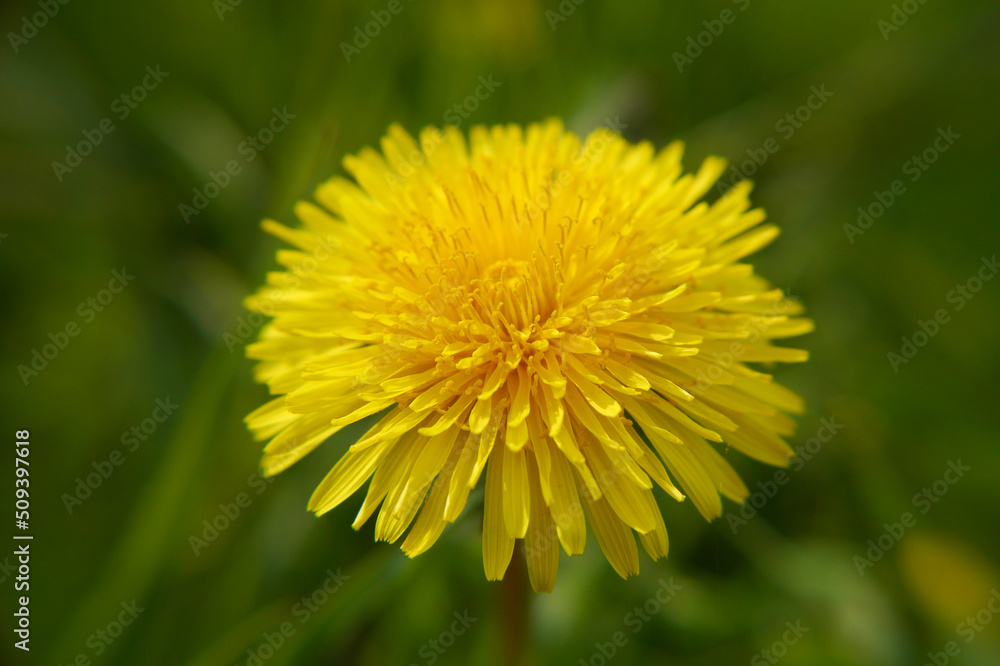 Yellow dandelion flower closeup in green grass Yellow dandelion flower closeup in green grass