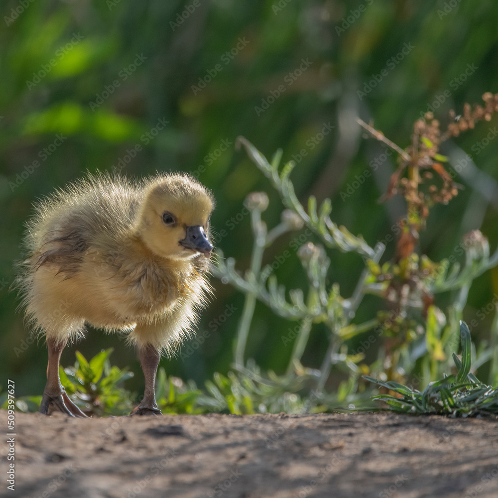 baby duck in the grass baby duck in the grass