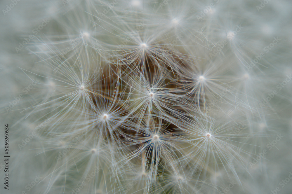 Obraz premium Closeup of a white dandelion