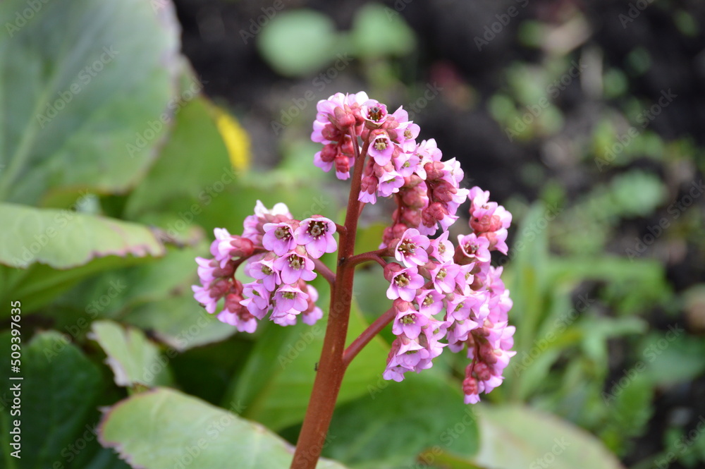 Pink thick-leaved badan flowers with leaves Pink thick-leaved badan flowers with leaves