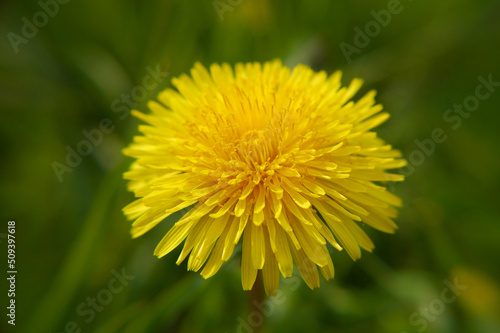 Yellow dandelion flower closeup in green grass