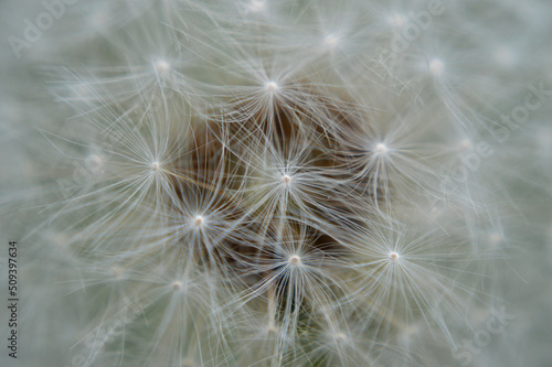 Closeup of a white dandelion