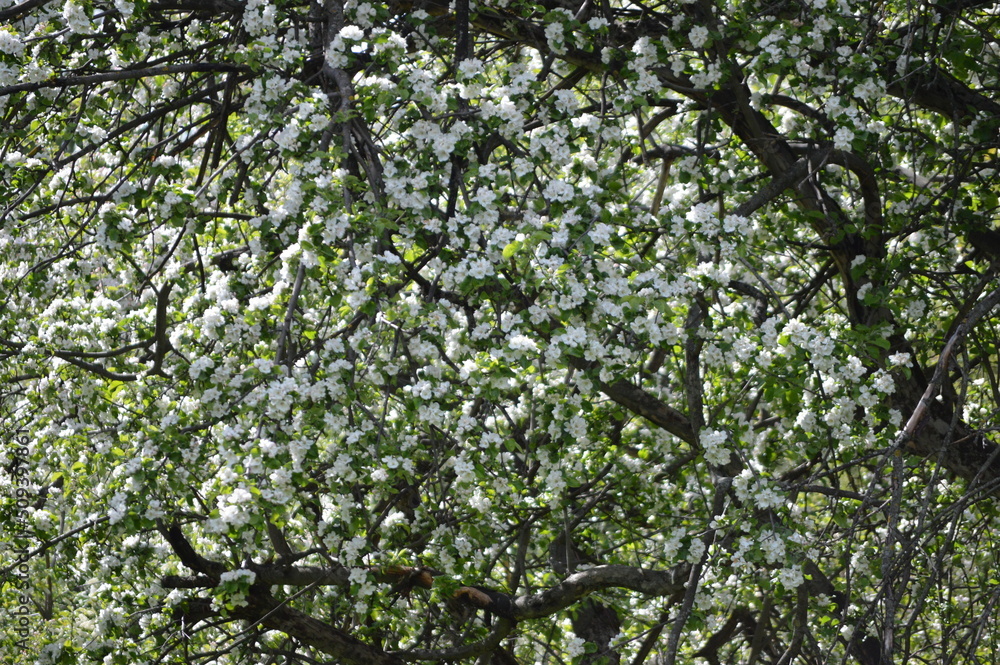 Branches of an apple tree full of white flowers Branches of an apple tree full of white flowers