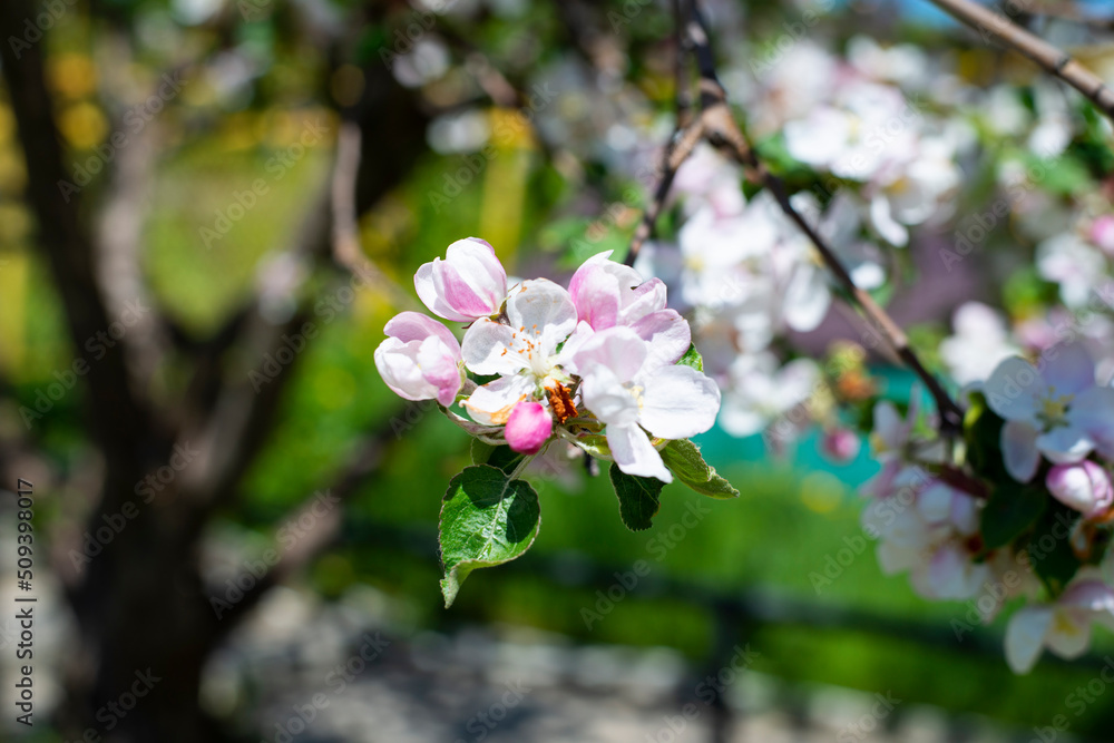Blooming spring garden. Trees full of flowers under a bare sky Blooming spring garden. Trees full of flowers under a bare sky