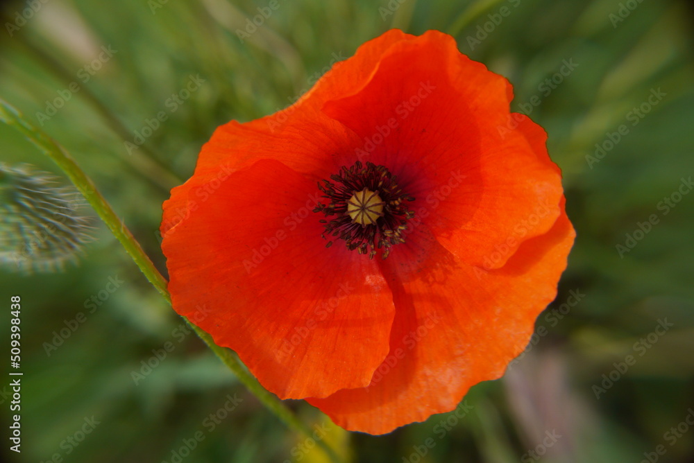Closeup of a red poppy flower