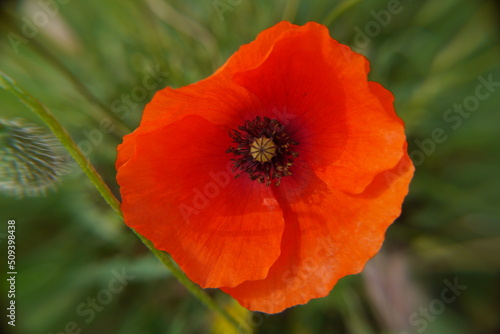 Closeup of a red poppy flower