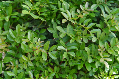 Closeup of green leaves of a bush