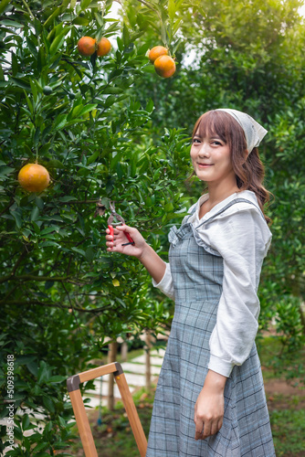 Young woman ardener is dress for harvest gardening organic orange tree and uses scissors and stairs to cut the oranges on the trees in the garden. Farmer concept working in the garden happily