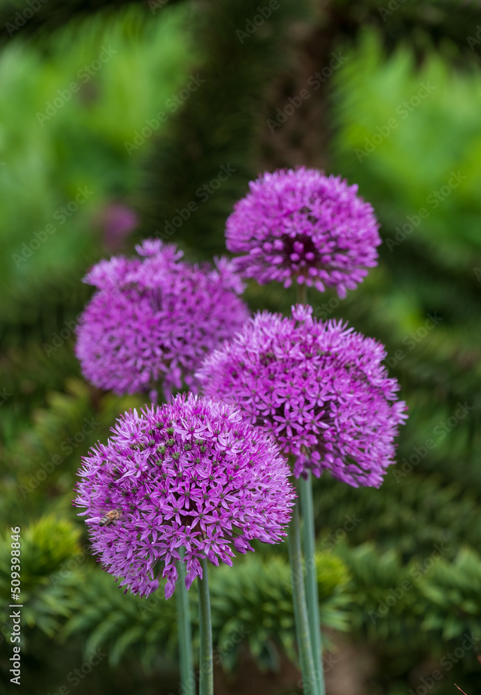 Obraz premium Allium giganteum purple flower heads growing next to a monkey puzzle tree at Trentham Estate, Stoke on Trent, UK. They bloom in early summer and make an architectural statement in the garden.