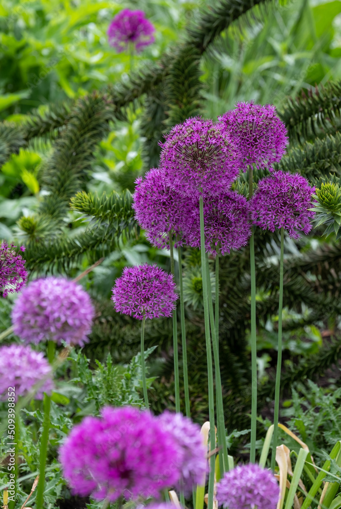 Obraz premium Allium giganteum purple flower heads growing next to a monkey puzzle tree at Trentham Estate, Stoke on Trent, UK. They bloom in early summer and make an architectural statement in the garden.