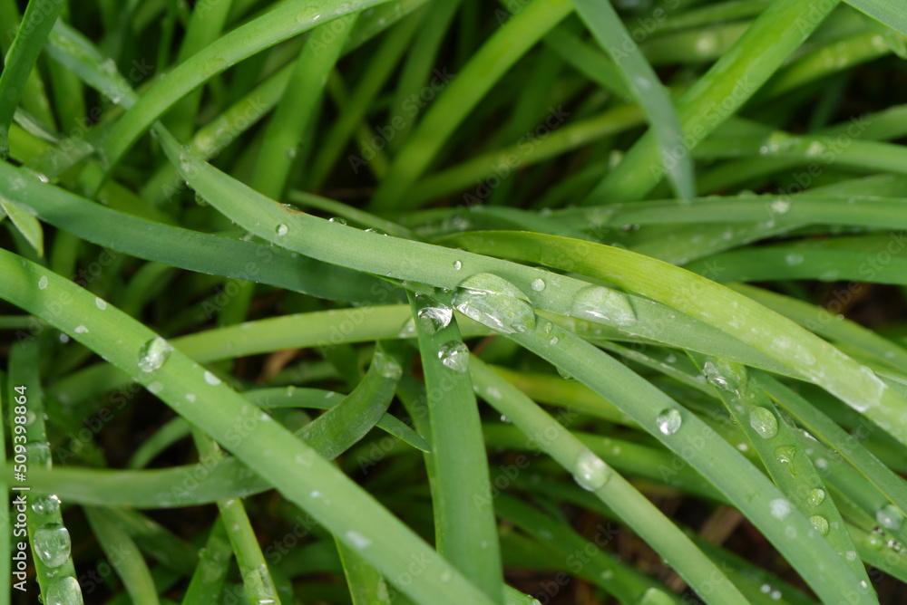 Obraz premium Green grass with water drops